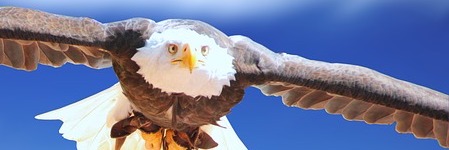 Energie update Blauwe Adelaar levenspad 17-19 juni 2019